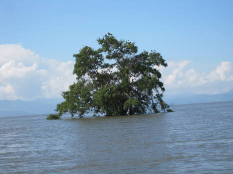 Costa Rica - Boom vol vogels midden in het water