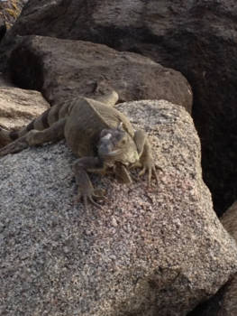 Aruba - Onderweg naar Oranjestand