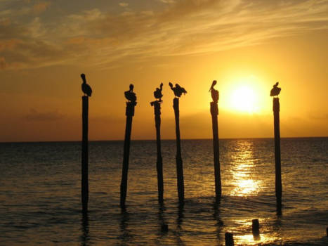 Aruba - Pelicans