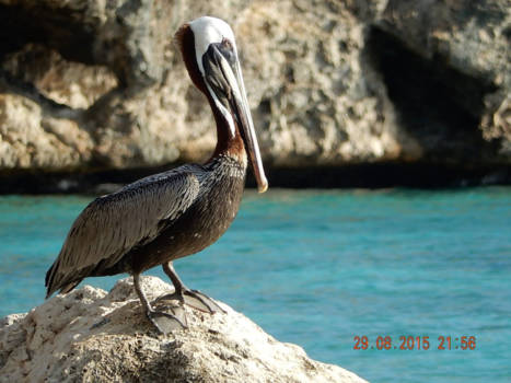 Curaçao - Pelikaan