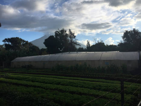 Antigua - Caoba Farm