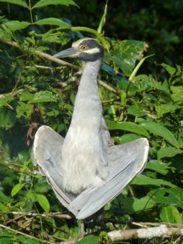 Tortuguero National Park - Don't look, I'm nude