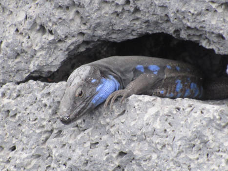 La Palma - Deze zie je er veel