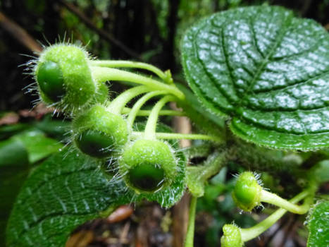 Costa Rica - Plant met ogen op steeltjes