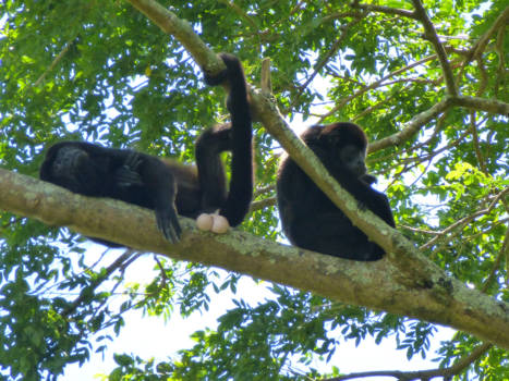 Costa Rica - Laat de boel maar lekker hangen