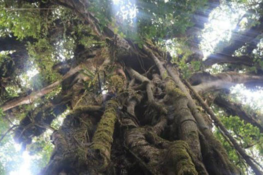 Costa Rica - Samen groeien