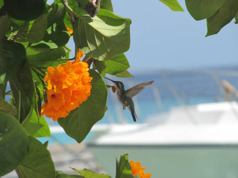 Curaçao - Het leven is goed !!!