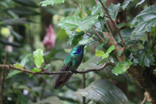 Costa Rica - Monteverde