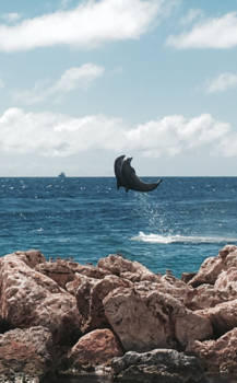 Curaçao - Dolfijntjes!!!