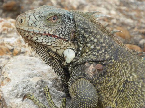Curaçao - Leguan comes closer, no longer scared to become humanfood