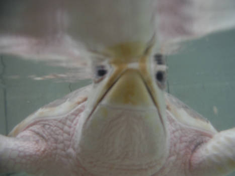 Tulum - Zeeschildpad half boven en onder water in een soort ecomare voor zeeschildpadden
