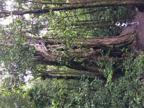 Costa Rica - Curi Cancha Reserve, Monteverde Rainforest