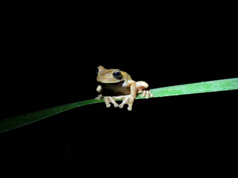 Corcovado National Park - Opgelicht