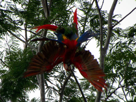 Corcovado National Park - KnuffelArt