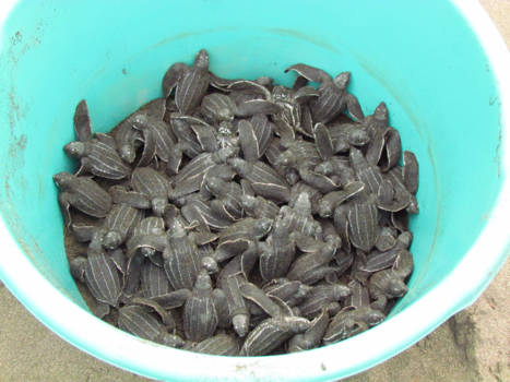 Corcovado National Park - Just hatched