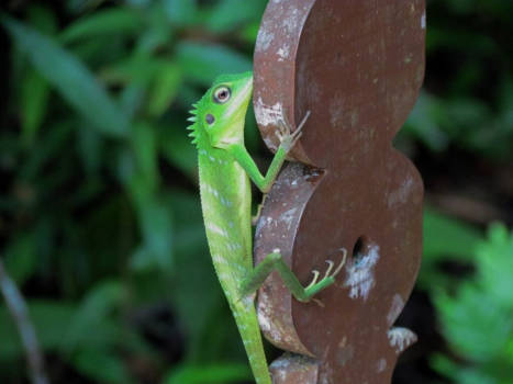 Corcovado National Park - Hide and Seek