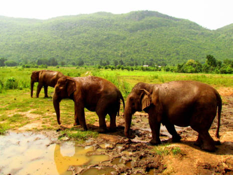 Corcovado National Park - Follow the Leader