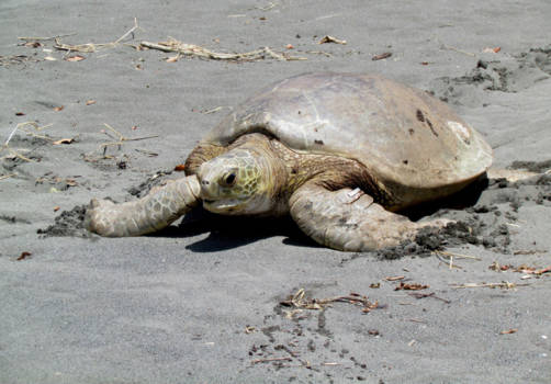 Corcovado National Park - Freedom