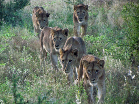 Corcovado National Park - Power