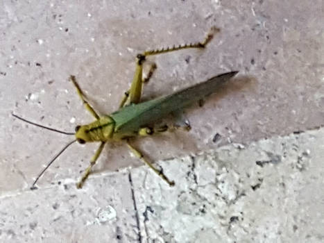 Mexico