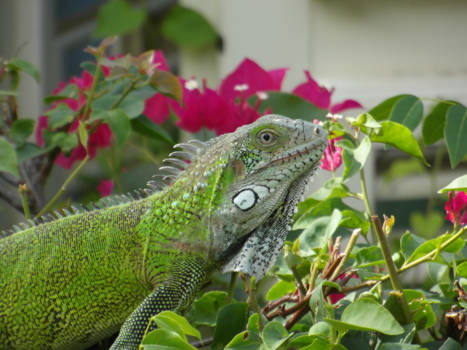 Curaçao - wat is de natuur toch prachtig met zulke mooie dieren.