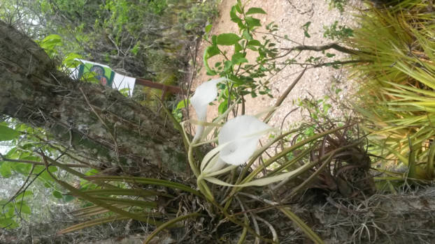 Curaçao - Beschermde zeldzame orchideeensoort in curaçao