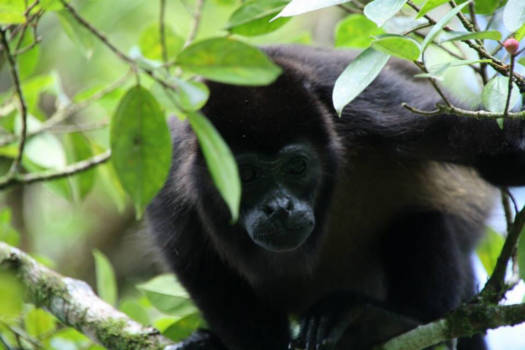 Costa Rica - Looking for me