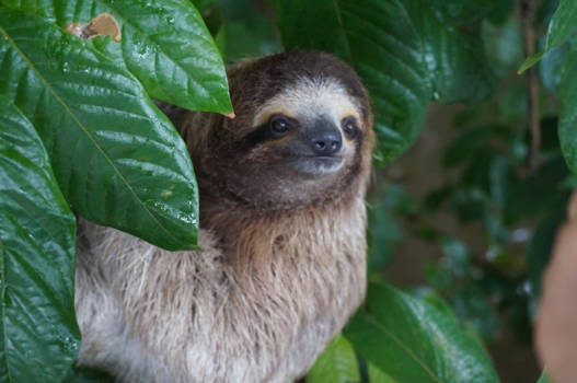 Costa Rica - zo dichtbij, zo lief