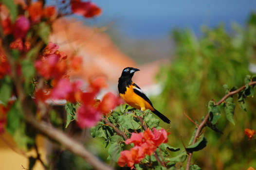 Curaçao - Troepiaal