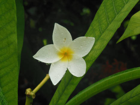 Jamaica - Prachtige bloem na een tropische bui op de Sun Valley Plantation