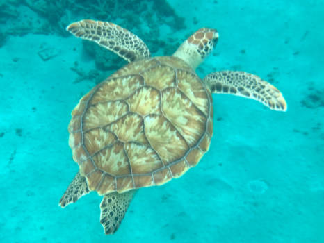 Curaçao - Een indrukwekkende ontmoeting