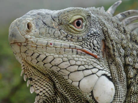 Curaçao - Draken van dichtbij