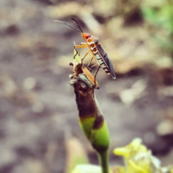 Costa Rica - Close up uit de jungle