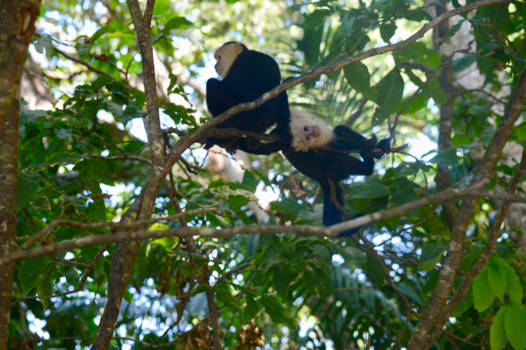 Costa Rica - 'I'm watching you'