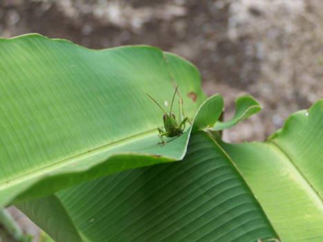 Costa Rica - Costa Ricaanse sprinkhaan