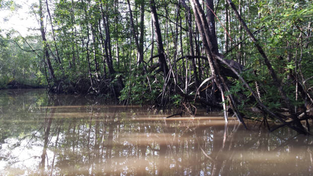 Costa Rica - Mangrove