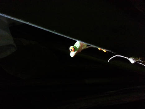 Costa Rica - At night in the Jungle