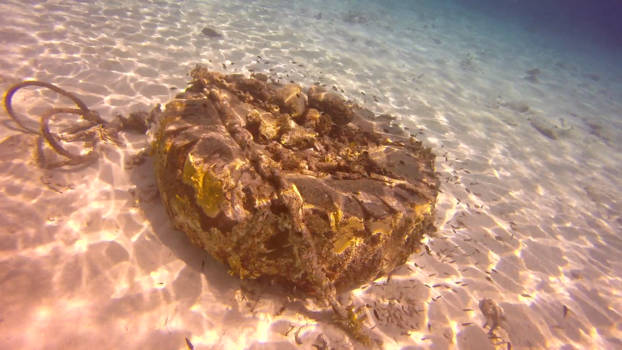 Curaçao - tired fish