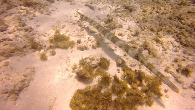 Curaçao - onderwaterwereld 1