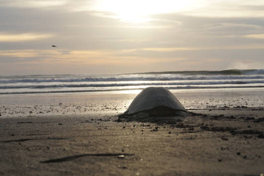 Costa Rica - And her journey continues...