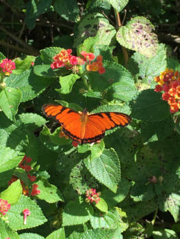 Costa Rica - PURA VIDA