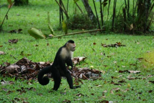 Costa Rica - Just like a human