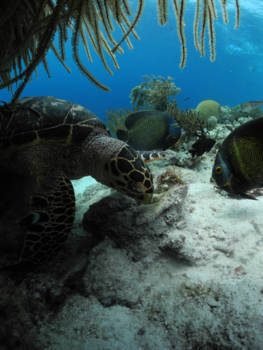 Bonaire - onderwater gaat er een wereld voor je open