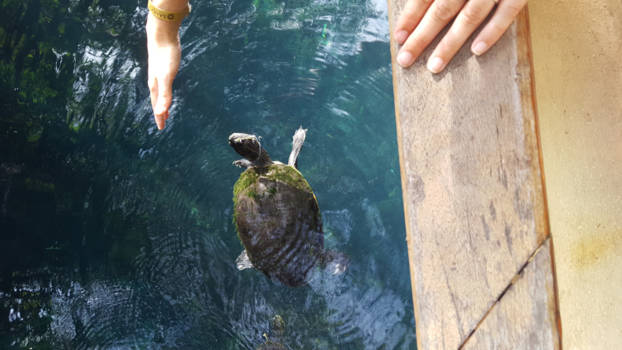 Playa del Carmen - Turtles