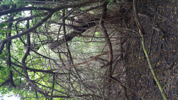 Playa del Carmen - Mangrove