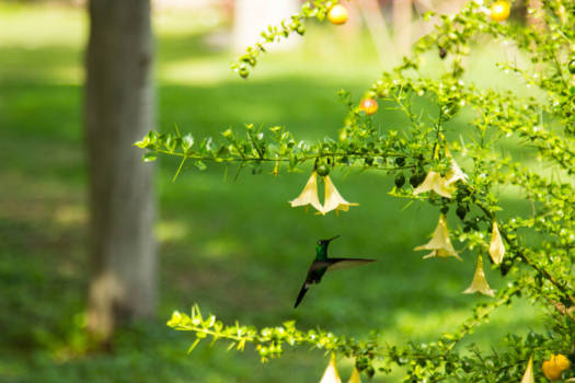 Cienfuegos - Hummingbird