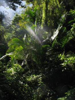 Cuba - Zonneschijn in het oerwoud