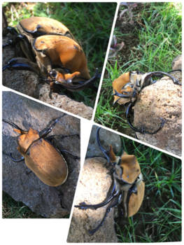 Costa Rica - Bewonder