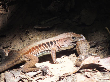 Costa Rica - Hagedis verorbert pad !