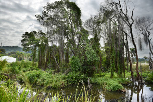 Dominicaanse Republiek - Swamp